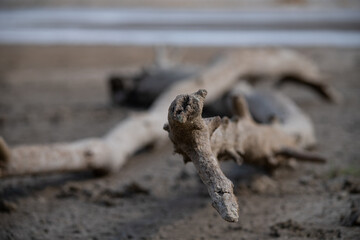 A log lying on the beach