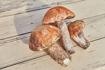 Freshly Picked Orange Birch Bolete Mushrooms