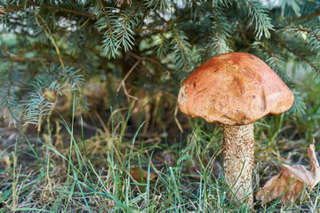 Orange Birch Bolete Mushroom in Natural Habitat