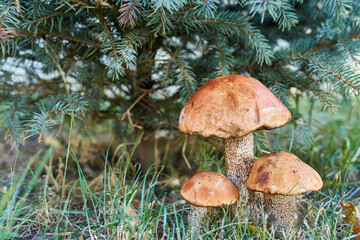 Cluster of Orange Birch Bolete Mushrooms