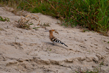 hoopoe bird