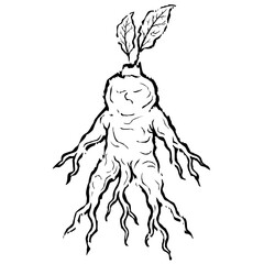 Hand drawn engraving style mandrake root. Vintage medieval magical plant illustration in gothic style