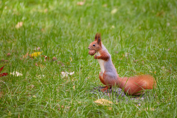 Eurasian Red Squirrel Holding a Nut in Grass