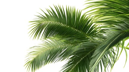 Fresh Palm Leaves on White Background for Botanical Design Inspiration