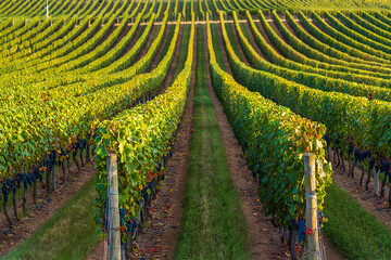 Rows of grapevines in a vineyard at sunset agriculture