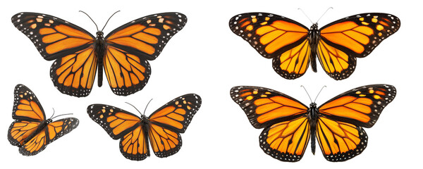 Obraz premium Several monarch butterflies with open wings