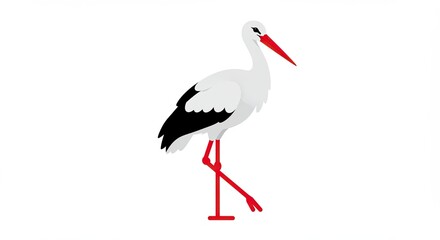 white stork ciconia