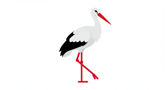 white stork ciconia