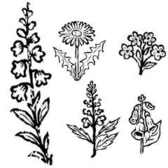Hand drawn engraving style set of herbs and flowers. Includes dandelion, bellflower, and other medieval plants. Vintage botanical illustration