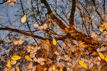 Autumn Leaves and Tree Reflection on Water