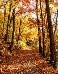 Obraz premium A sun-drenched forest path winds through a vibrant autumn landscape, showcasing a tapestry of golden and fiery red foliage.