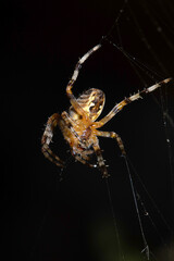 Close up of a UK garden spider on its web waiting for food scary