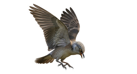 Isolated Bird of Prey