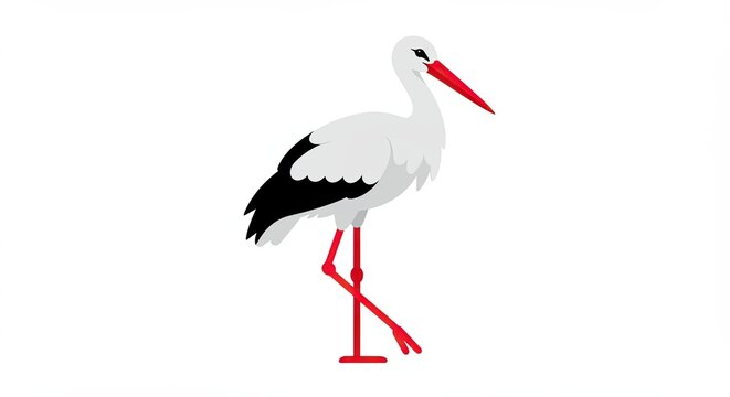 white stork ciconia