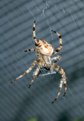 Close up of a UK garden spider on its web wrapping up a caught fly for food