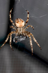 Close up of a UK garden spider on its web wrapping up a caught fly for food
