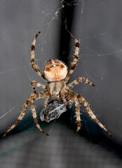 Close up of a UK garden spider on its web wrapping up a caught fly for food