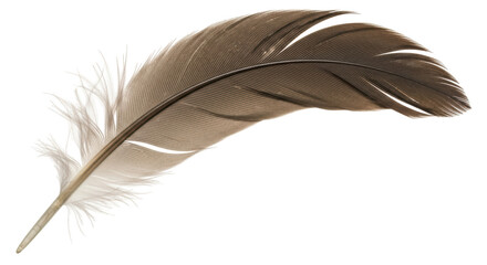 Isolated Feather Elegant Detail