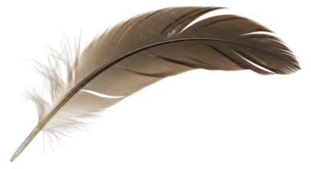Isolated Feather Elegant Detail
