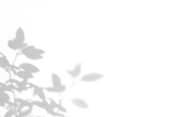 shadow overlay effects of realistic abstract natural tree leaves shadow on wall background,Summer sunlight and shadow on transparent background,shadow for photo interior backdrop studio mockup