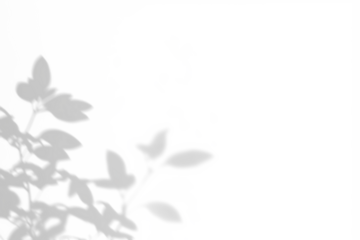 shadow overlay effects of realistic abstract natural tree leaves shadow on wall background,Summer sunlight and shadow on transparent background,shadow for photo interior backdrop studio mockup