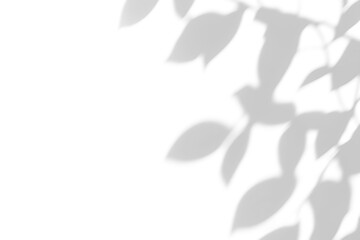 Fototapeta premium shadow overlay effects of realistic abstract natural tree leaves shadow on wall background,Summer sunlight and shadow on transparent background,shadow for photo interior backdrop studio mockup