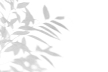 shadow overlay effects of realistic abstract natural tree leaves shadow on wall background,Summer sunlight and shadow on transparent background,shadow for photo interior backdrop studio mockup