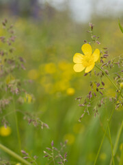 Yellow buttercup flower among green grass and meadow plants. Summer landscape in natural environment, close-up of wild nature.