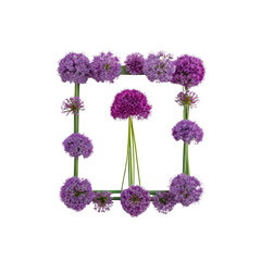 Allium flowers arranged in a square on a black background