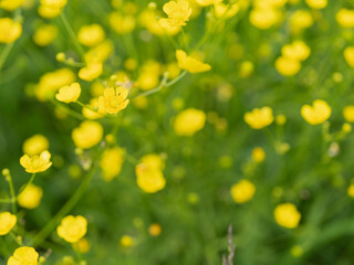 Yellow buttercup flower among green grass and meadow plants. Summer landscape in natural environment, close-up of wild nature.