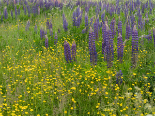 Purple lupin among bright yellow wildflowers. Summer meadow with contrasting colors of nature, harmony of wild flora, and natural beauty.
