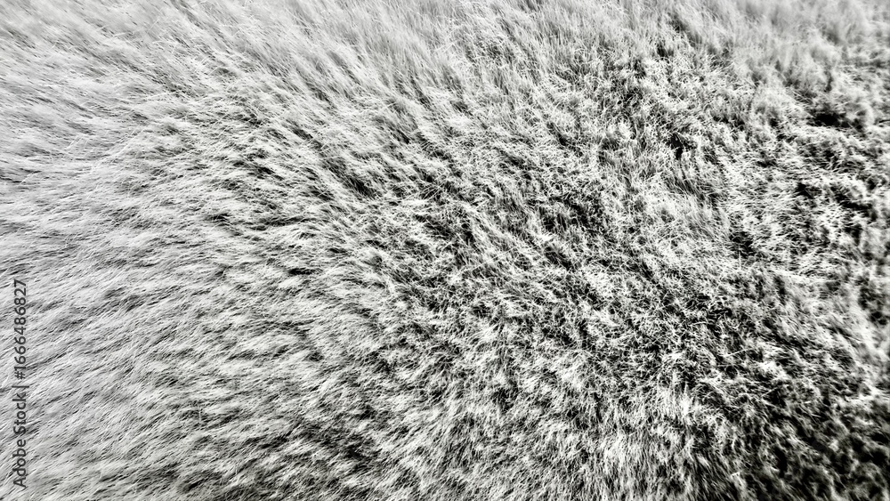 Poster soft monochrome closeup of dense furry texture with natural gradient effect ideal for abstract backg