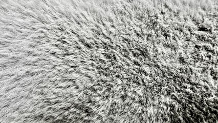 soft monochrome closeup of dense furry texture with natural gradient effect ideal for abstract background or creative design use