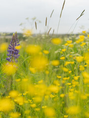 Purple lupin among bright yellow wildflowers. Summer meadow with contrasting colors of nature, harmony of wild flora, and natural beauty.