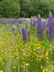 Summer landscape with a flowering meadow. Green grass and white wildflowers in the foreground, purple lupins scattered across the field, and a dense green forest on the horizon. 
