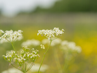 Close-up of white meadow flowers in a summer field with a soft blurred background. Natural beauty of wild nature and warm summer atmosphere.