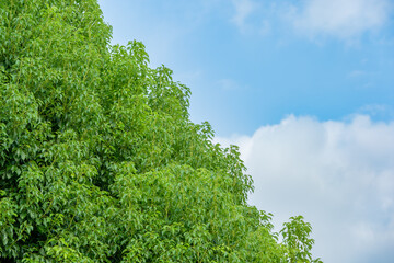 Obraz premium 青空と白い雲に包まれる緑の木々