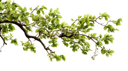 Fototapeta premium Isolated Tree Branch on White Background for Graphic Design Projects