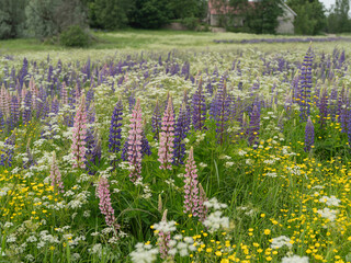 Summer landscape with a flowering meadow. Green grass and white wildflowers in the foreground, purple lupins scattered across the field, and a dense green forest on the horizon. 