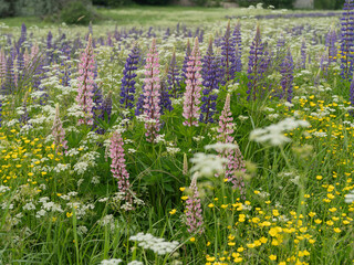 Summer landscape with a flowering meadow. Green grass and white wildflowers in the foreground, purple lupins scattered across the field, and a dense green forest on the horizon. 