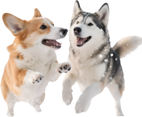 코기와허스키가함께뛰어노는겨울풍경