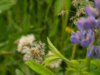 Close-up of green lupin leaves with a blooming purple bud and dry meadow inflorescences. Summer nature showing the natural cycle of blooming and fading.