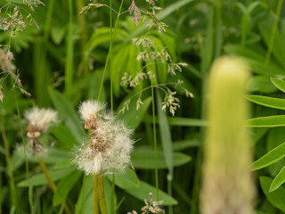 Close-up of green lupin leaves with a blooming purple bud and dry meadow inflorescences. Summer nature showing the natural cycle of blooming and fading.