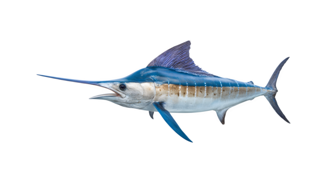 A detailed image of a swordfish showcasing its distinct features
