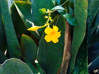 A bright yellow blooming Allamanda flower (Allamanda cathartica) and a single flower bud stand out in contrast among the dark green leaves of the snake plant (Sansevieria trifasciata).