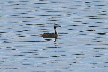 Haubentaucher  auf dem Wasser