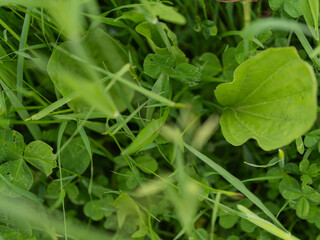 Close-up of green grass and clover leaves in a summer meadow. Natural texture of nature, freshness, and calmness of wild vegetation.