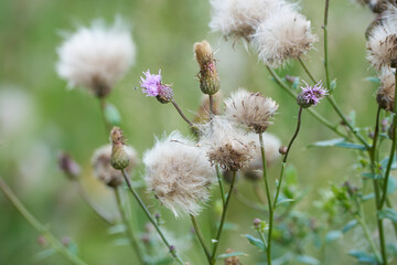 Disteln mit Blüten und Samen