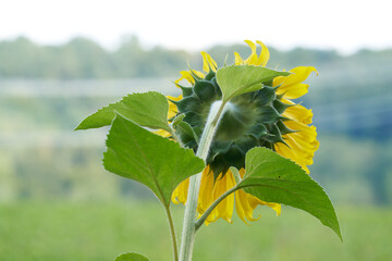 Rückseite einer Sonnenblume