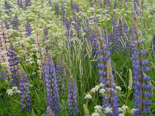 Blooming summer field with purple lupins and white wildflowers. Bright green grass, soft floral tones, and a calm natural atmosphere in the countryside landscape.